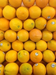 Fresh Mandarin – Millennium International Import & Export