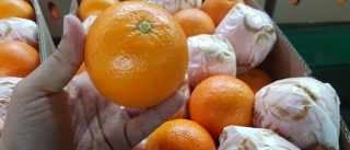 Fresh Mandarin – Millennium International Import & Export