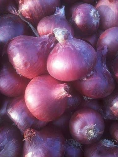  Red onion