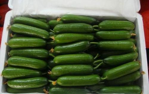 Cucumber-import-export-519x330