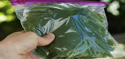 Grape leaves250gm×32 bags⋅bulk 10 Kg Carton inside it pp bags