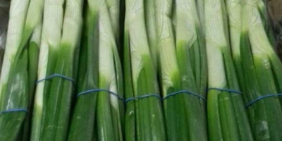 sprzedam_vegetables-fresh-onion-_agromarket24_ogłoszenia rolnicze-535514-39033