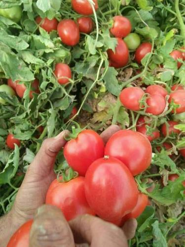 tomatoes 6